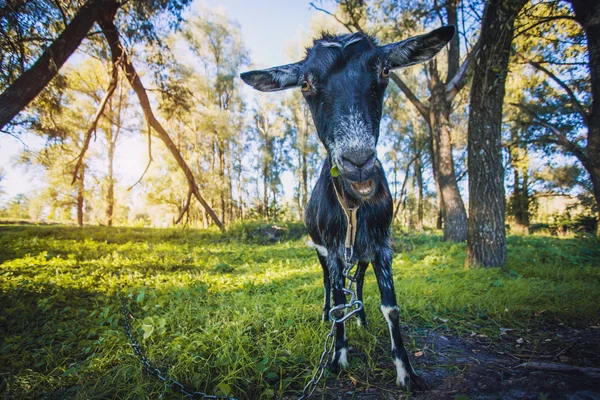 Chèvre debout sur l'herbe verte — Photo