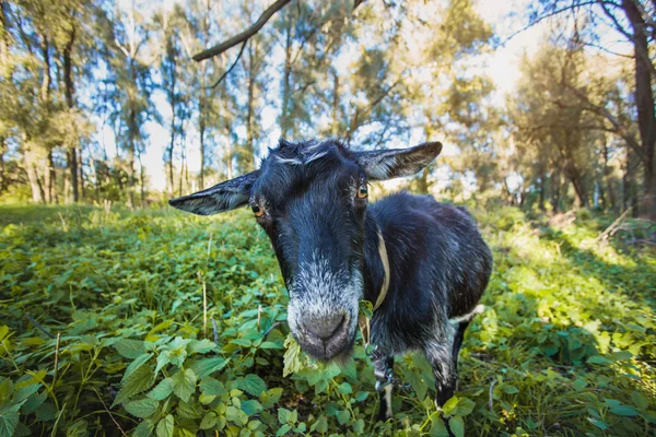 Koza stojący na zielonej trawie — Zdjęcie stockowe