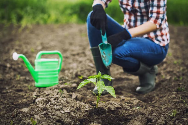 Boerenmeisje Aan Het Werk Tuin Het Planten Van Peper Zaailingen — Stockfoto