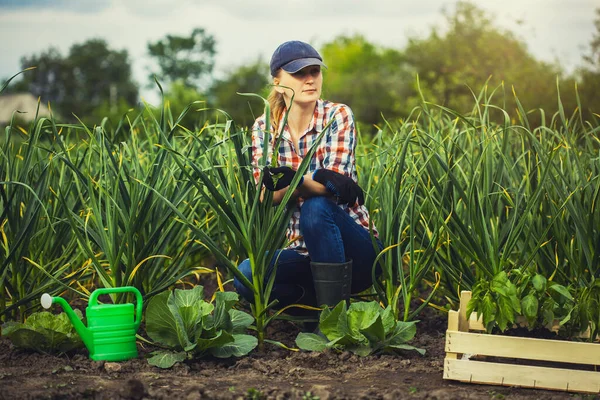 Női Agronómus Ellenőrzi Fokhagyma Növekedési Ütemét Egy Ökotelepen Biogazdálkodás — Stock Fotó