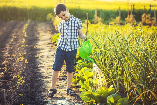 Carino Ragazzo Annaffiare Verdure Giardino Una Giornata Sole Estivo Assistente — Foto Stock