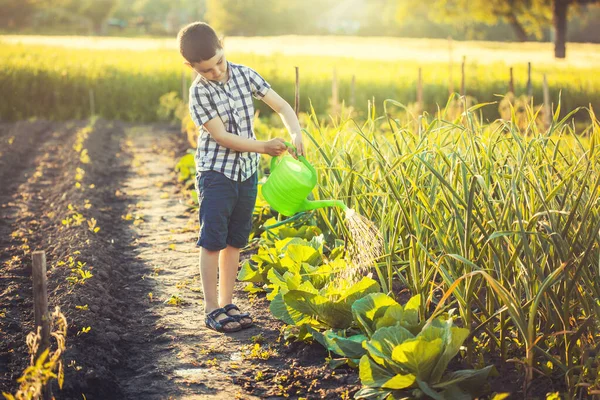 Carino ragazzo annaffiare le verdure in giardino in una giornata di sole estiva. — Foto Stock