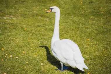 çimenlerin üzerinde yürüyüş güzel beyaz kuğu