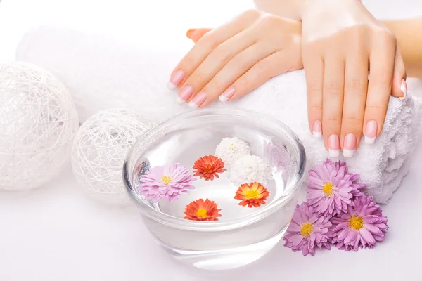 Französische Maniküre mit bunten Chrysanthemen — Stockfoto