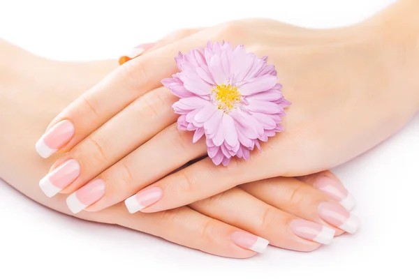 French manicure with chrysanthemum — Stock Photo, Image