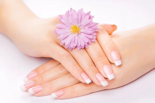 French manicure with chrysanthemum — Stock Photo, Image
