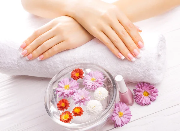 French manicure with colorful chrysanthemum — Stock Photo, Image