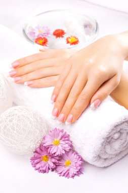 Manikür renkli krizantem ile Fransız