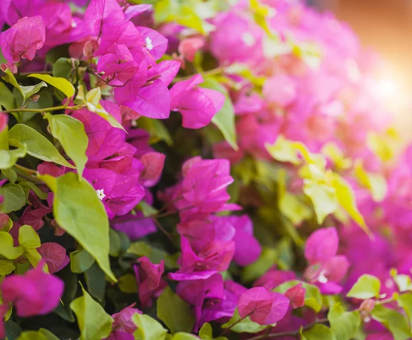 Roze bougainville bloemen — Stockfoto