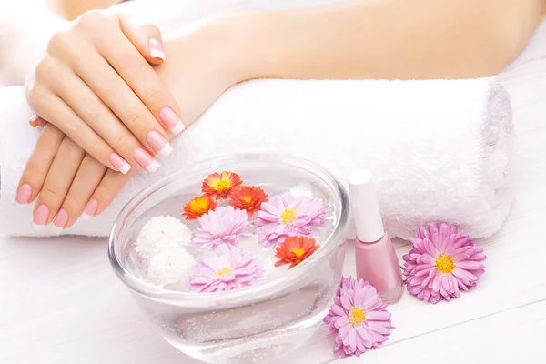 French manicure with colorful chrysanthemum — Stock Photo, Image