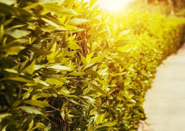 Alley of the regular park — Stock Photo, Image