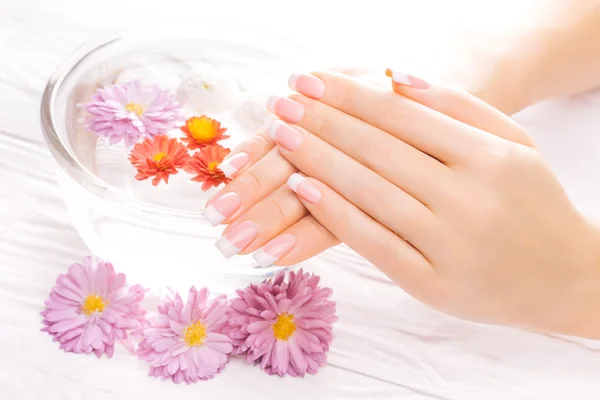 Francuski manicure z kolorowych chryzantemy — Zdjęcie stockowe