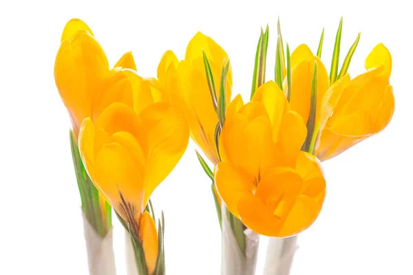 Close up van crocus op witte achtergrond. — Stockfoto