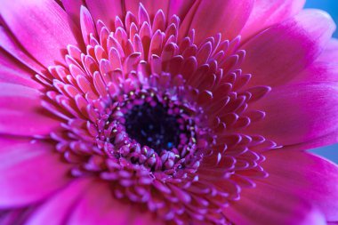 gerbera çiçek yaprakları