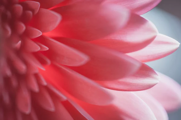 Gerbera pétales de fleurs — Photo