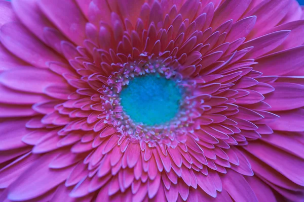 Gerbera pétales de fleurs — Photo