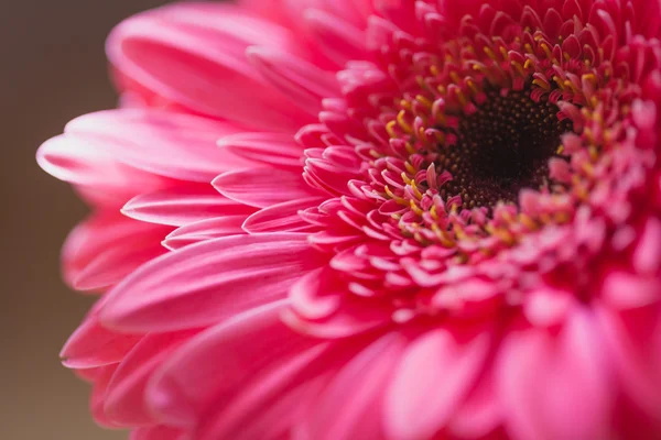 Petali di fiori di gerbera — Foto Stock