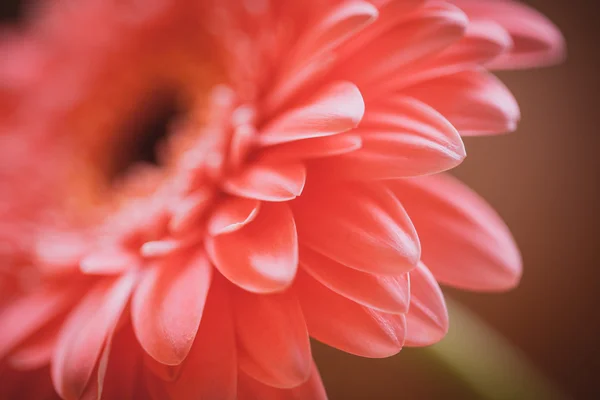 Gerberas pétalos de flores — Foto de Stock