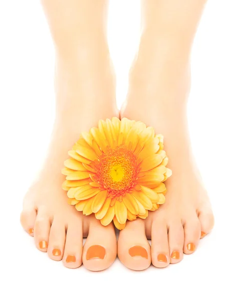 Schöne orange gepflegte Nägel mit Gerbera — Stockfoto