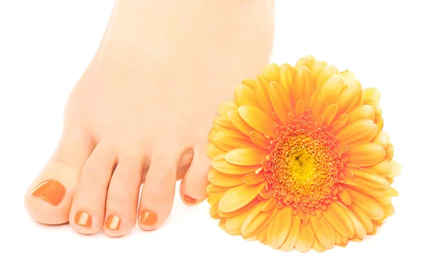 Beaux ongles orange manucurés avec gerbera — Photo