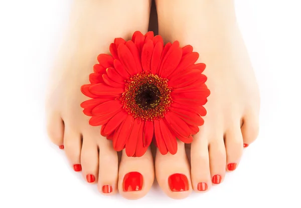 Schöne rote gepflegte Nägel mit Gerbera — Stockfoto