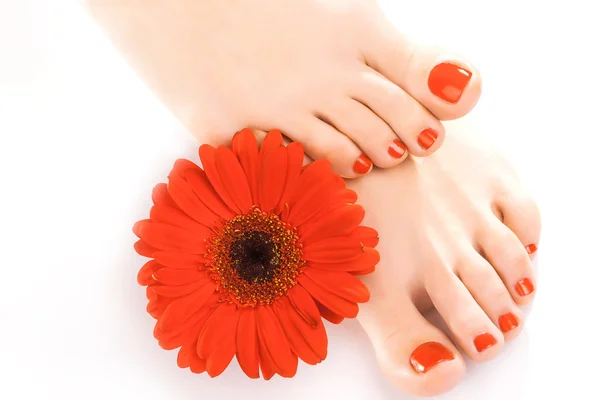 Beautiful red manicured nails with gerbera — Stock Photo, Image