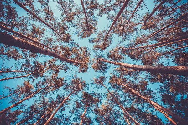 Sziluett, a fenyves erdő — Stock Fotó