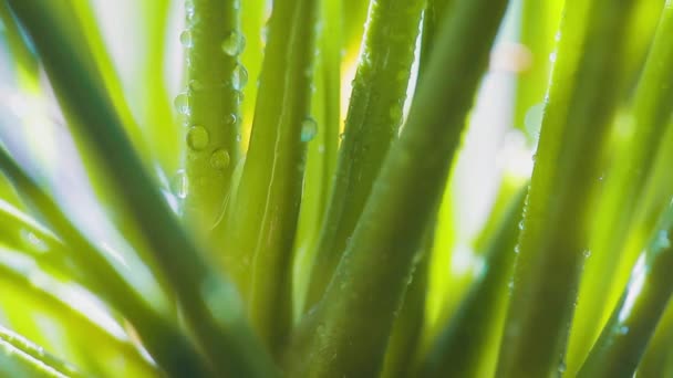 植物の茎に水滴 — ストック動画