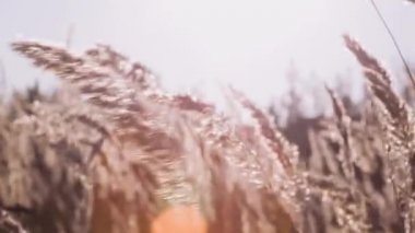 çayır çimen. Güzel sonbahar.