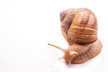 Salyangoz beyaz üzerine izole