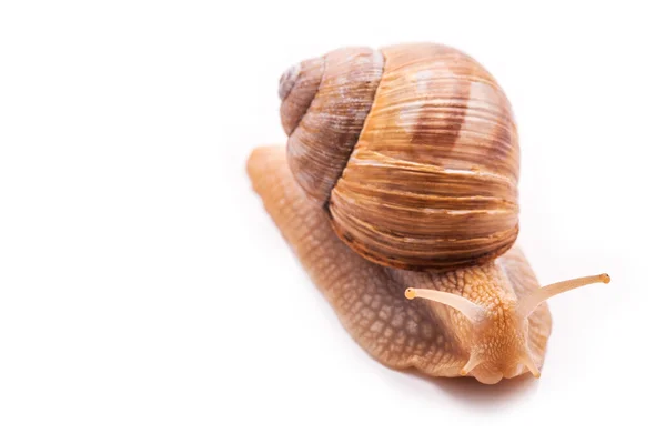 Caracol isolado em branco — Fotografia de Stock