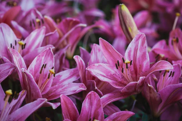 Rózsaszín liliom a nyári kertben — Stock Fotó