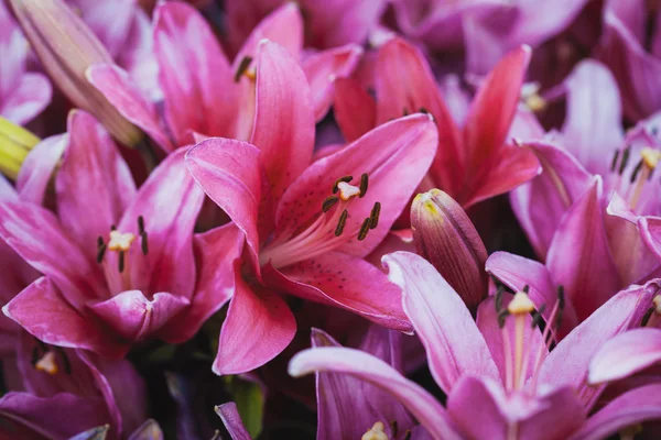 Rózsaszín liliom a nyári kertben — Stock Fotó
