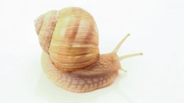 Salyangoz, yavaş yavaş beyaz tarama