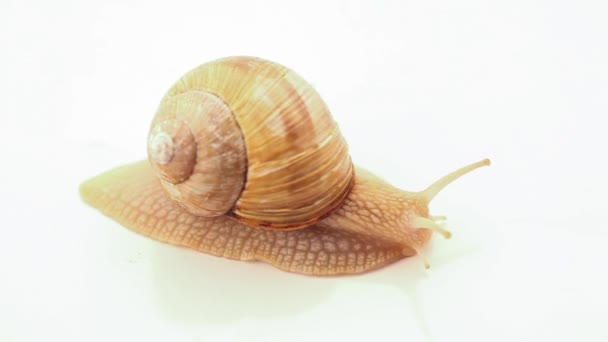 Caracol, arrastrándose lentamente sobre blanco — Vídeos de Stock