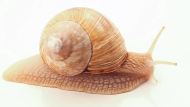 蜗牛，慢慢爬上白 — 图库视频影像