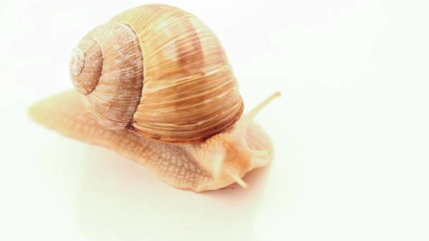 Caracol, arrastrándose lentamente sobre blanco — Vídeos de Stock