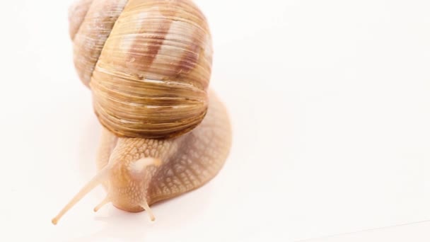 Schnecke, die langsam auf weißem Grund kriecht — Stockvideo