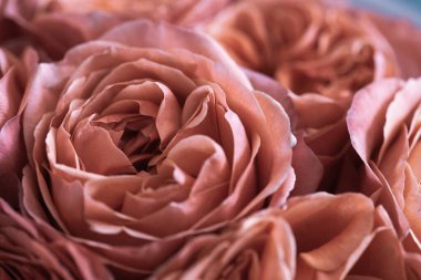 Güzel mercan pion şeklindeki gül. Buket çalısı gülleri. Aydınlatıcı sarı. Moda rengi