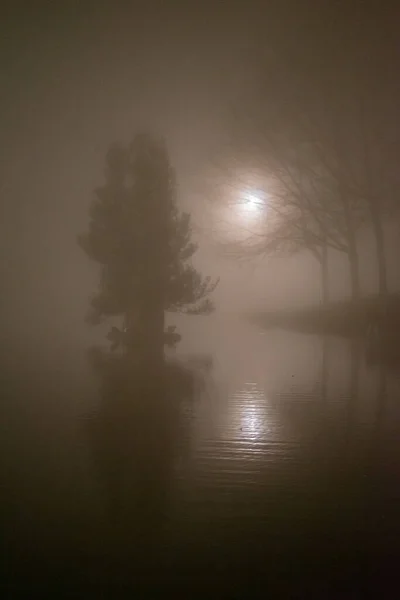 Paisaje Misterioso Con Luna Árboles Agua Con Espacio Para Copias — Foto de Stock