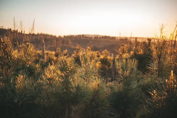 Молоді Плантації Соснових Дерев Заході Сонця Галісії Іспанія — стокове фото