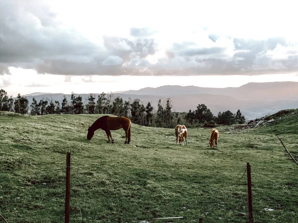 Wild Horses Eating Grass — Stock Photo, Image