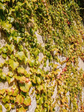 Ivy doğrudan güneş ışığıyla taştan bir duvarda büyüyor.