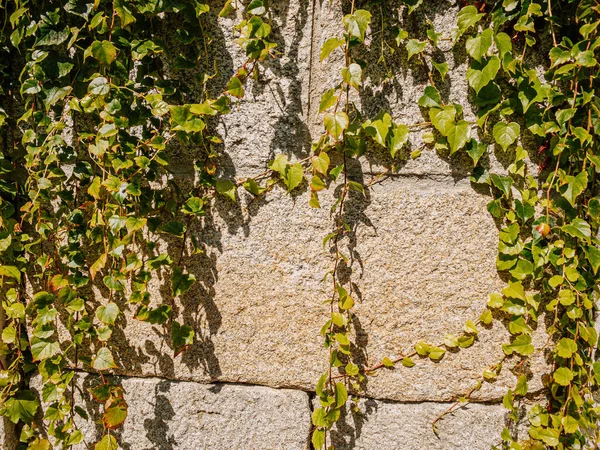 Ivy Growing Stone Wall Direct Sunlight — Stock Photo, Image