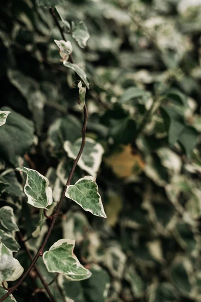 Detalhe Uma Planta Escalada Selvagem Contra Fundo Natural — Fotografia de Stock