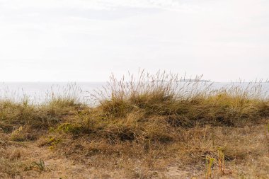 Okyanus kıyısında ufuk çizgisi olan bitki örtüleriyle kaplı kumullar.