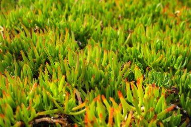 Buz bitkileri, çeşitli bitkiler, tüm çerçeveyi kaplıyor.