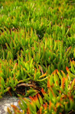 Buz bitkileri, çeşitli bitkiler, tüm çerçeveyi kaplıyor.