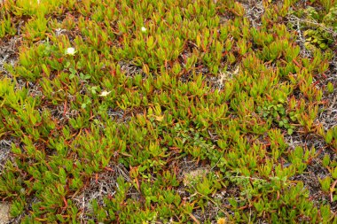 Buz bitkileri, çeşitli bitkiler, tüm çerçeveyi kaplıyor.