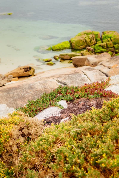 Vista Panorámica Costa Con Plantas Hielo Agua Rocas Algas —  Fotos de Stock